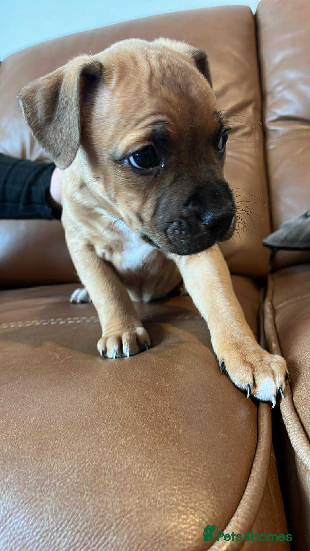 Mixed Breed dogs for sale: Staffie bullweiler puppies  - Image 10
