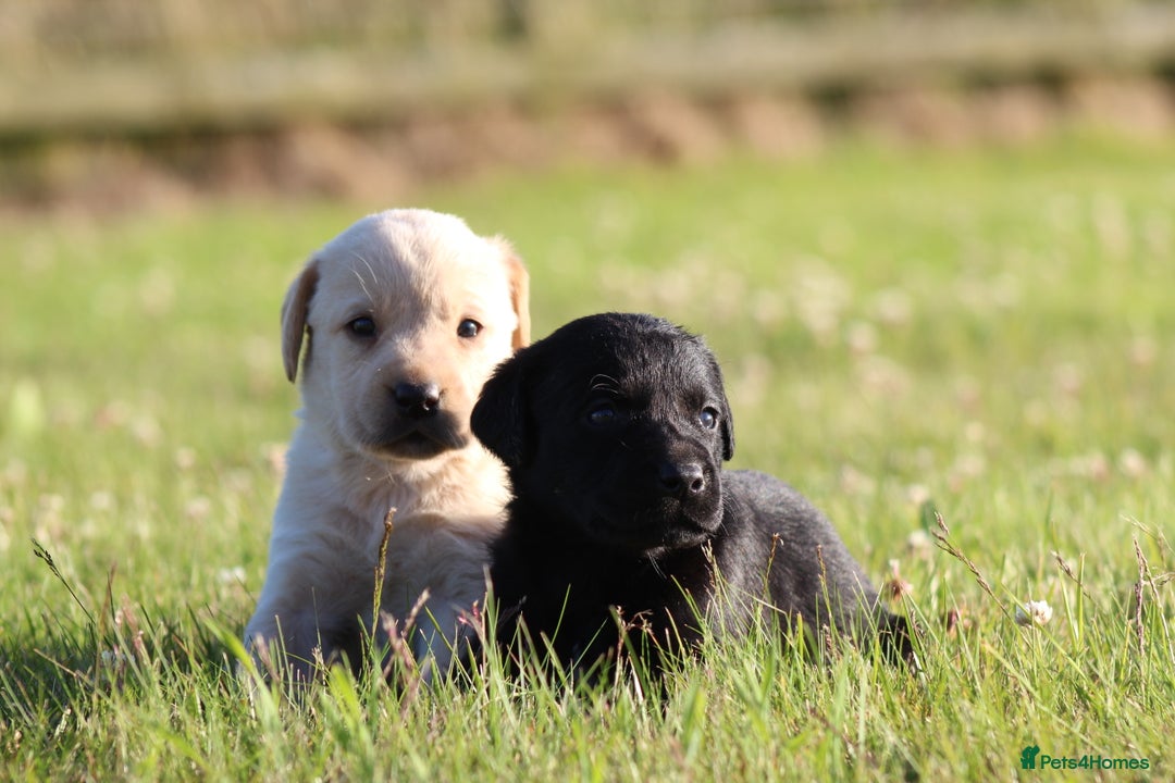 Labrador Retriever dogs for sale: Working Labrador Puppies  - Image 18