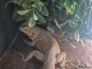 Bearded Dragon reptiles Female Bearded dragon - Advert 2