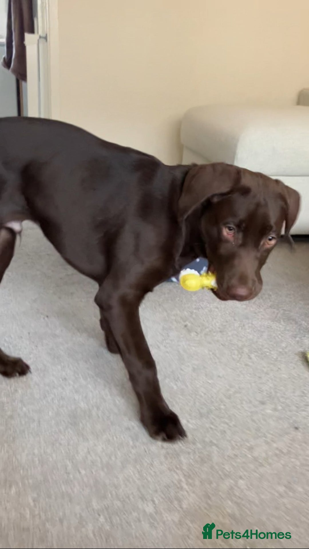 Labrador Retriever dogs for sale: Perfect Puppy  - Advert 7