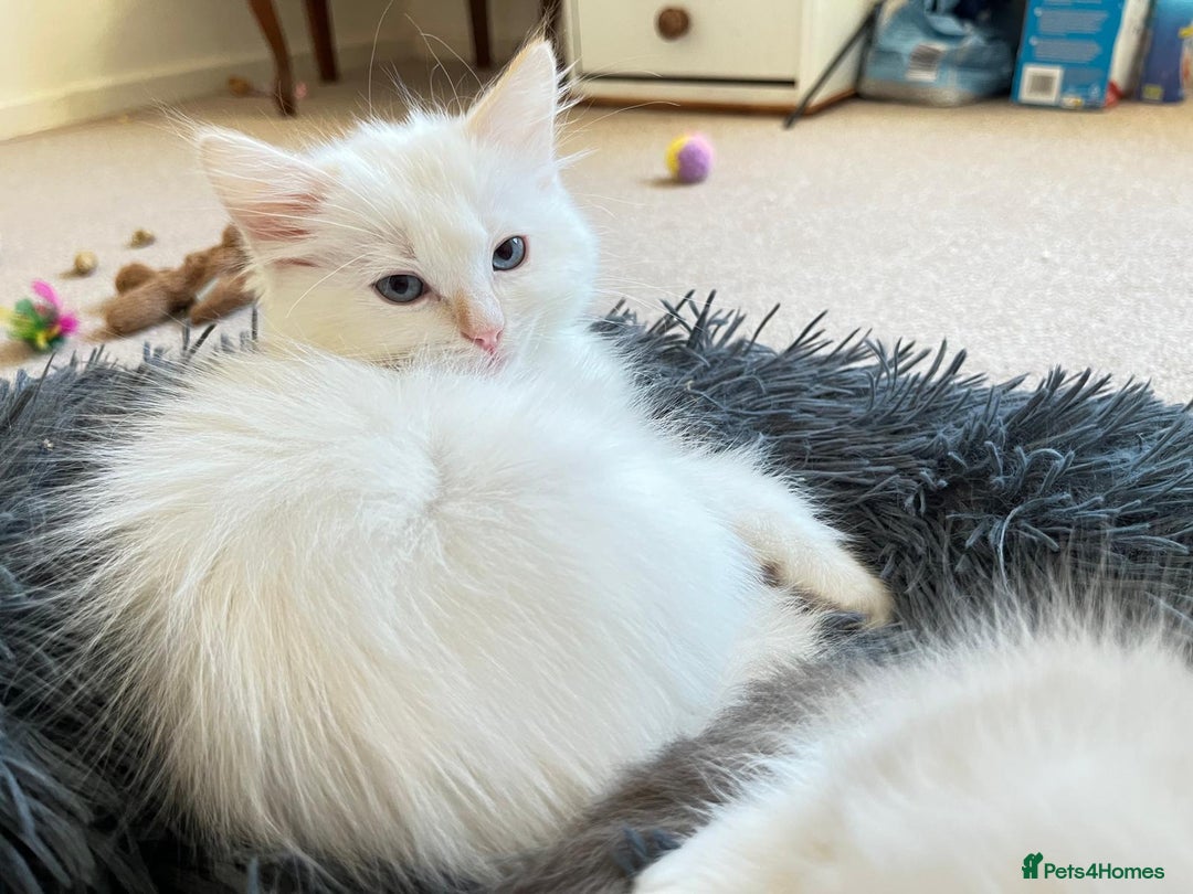 Ragdoll cats for sale: 4 Ragdoll Kittens - Advert 4