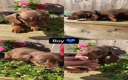 Miniature Dachshund dogs for sale: Miniature Dachshund Puppiee - Image 9