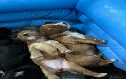 Goldendoodle dogs for stud: Rutlands Lil Cookie Cutter from Australia health T in Bedford - Image 8