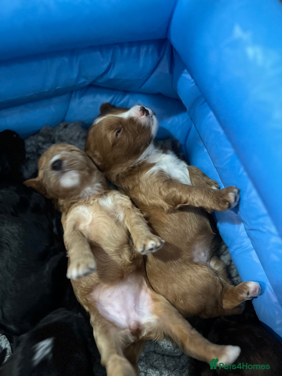 Goldendoodle dogs for stud: Rutlands Lil Cookie Cutter from Australia health T in Bedford - Image 8