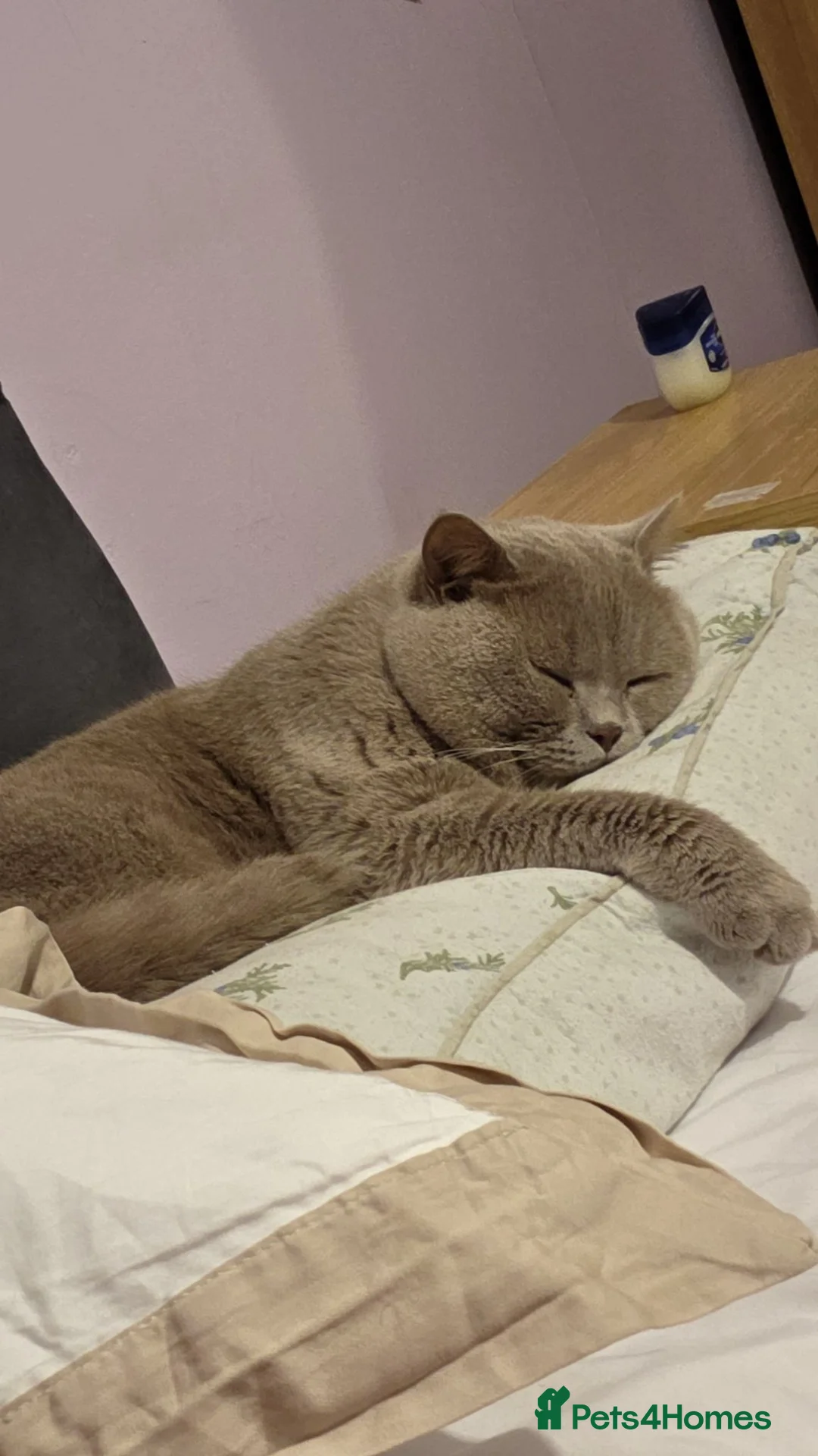 British Shorthair cats for sale: British shorthair  - Advert 2
