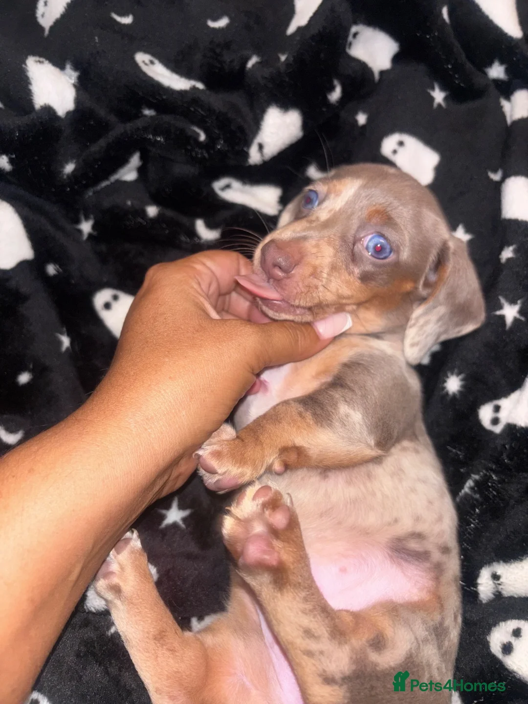 Dachshund dogs for sale: 2 female miniature dachshunds for sale  in Ludlow - Advert 2