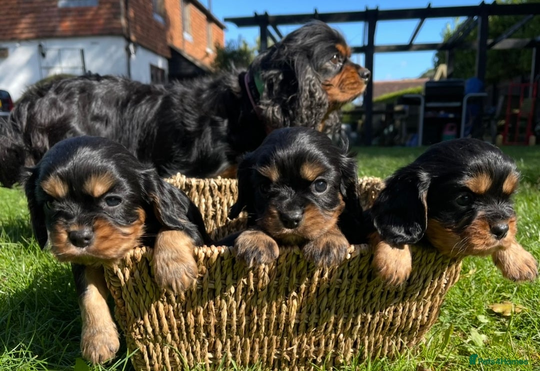 Cavalier King Charles Spaniel dogs for sale: Stunning KC registered Cavalier puppies  - Image 5