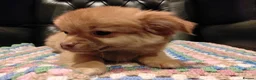 Chihuahua dogs for sale: Chihuahua Puppies for sale, Ready for loving homes - Advert 28