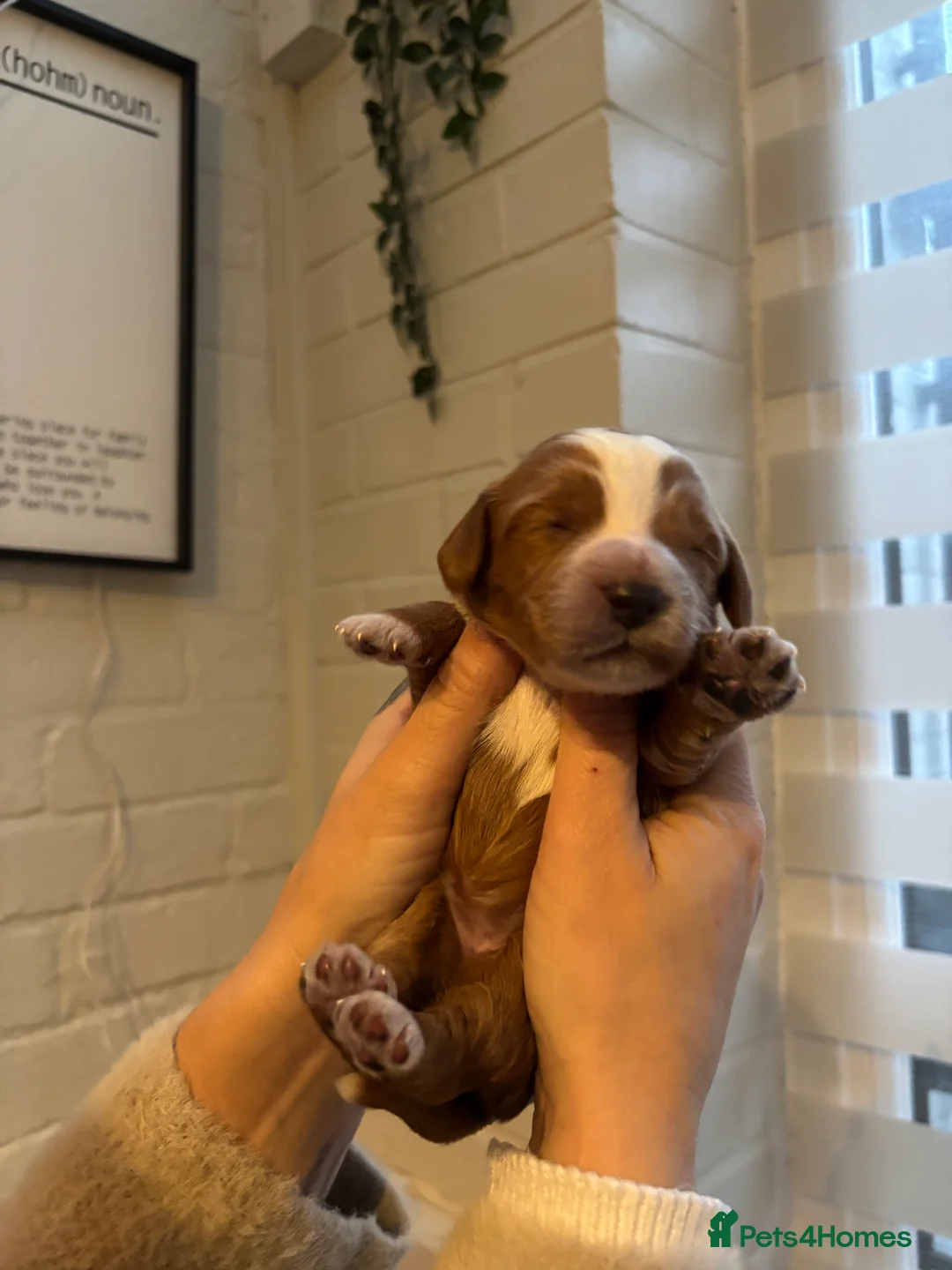 Cockapoo dogs for sale: Gorgeous F1 Cockapoos - Advert 12