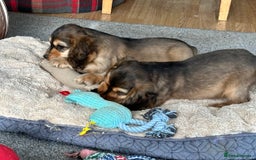 Cocker Spaniel dogs for sale: Handsome boys - Image 7