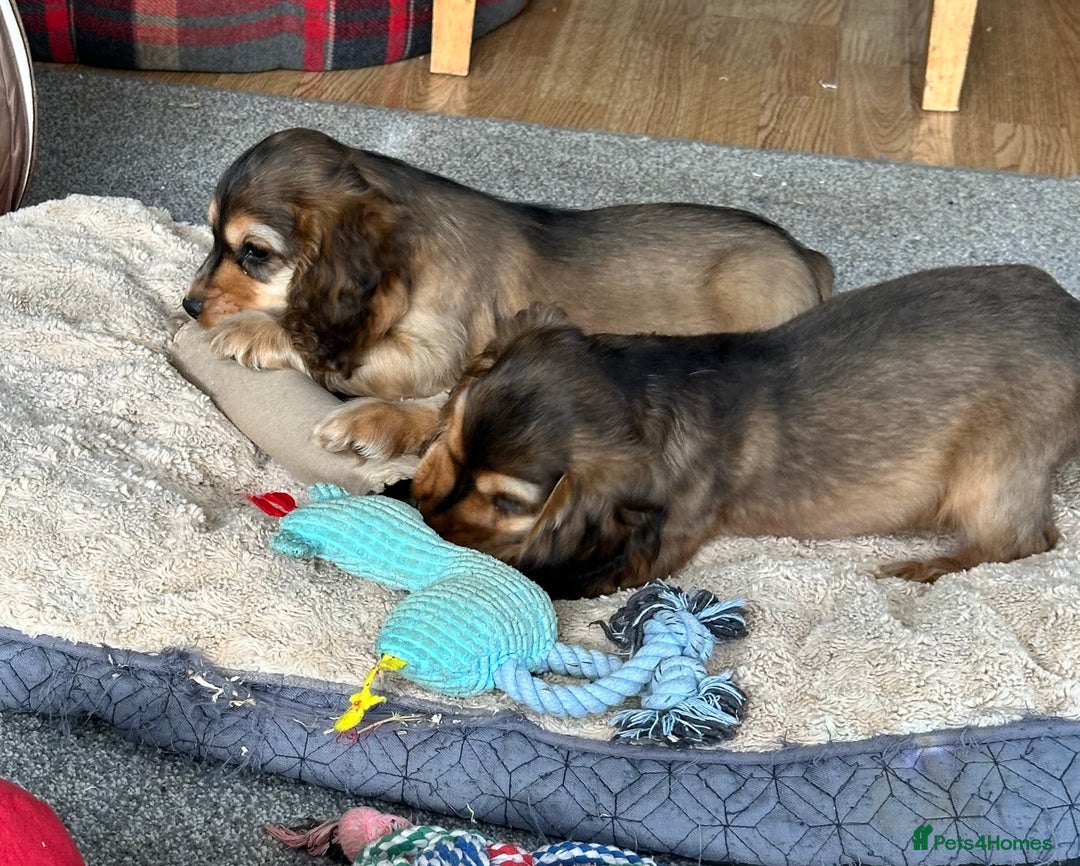 Cocker Spaniel dogs for sale: Handsome boys - Image 7