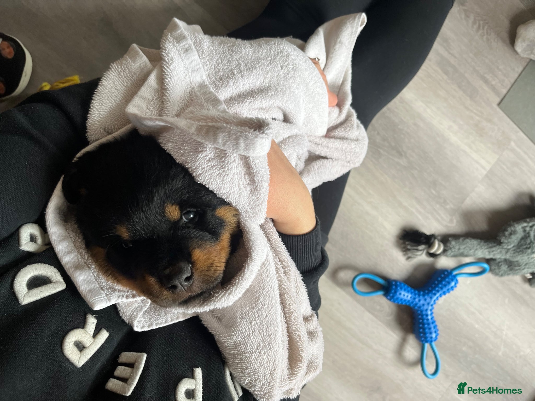 Rottweiler dogs Rottweiler puppies - KC Registered. - Advert 2