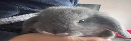 Mini Lop rabbits for sale: Very cute blue otter mini lops 8 weeks old - Advert 17