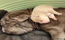 Shar Pei dogs for sale: Shar Pei Puppies - Image 7