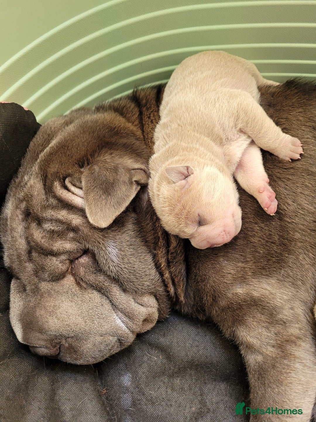 Shar Pei dogs for sale: Shar Pei Puppies - Image 7
