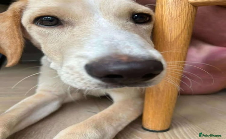 Mixed Breed dogs - Advert 10