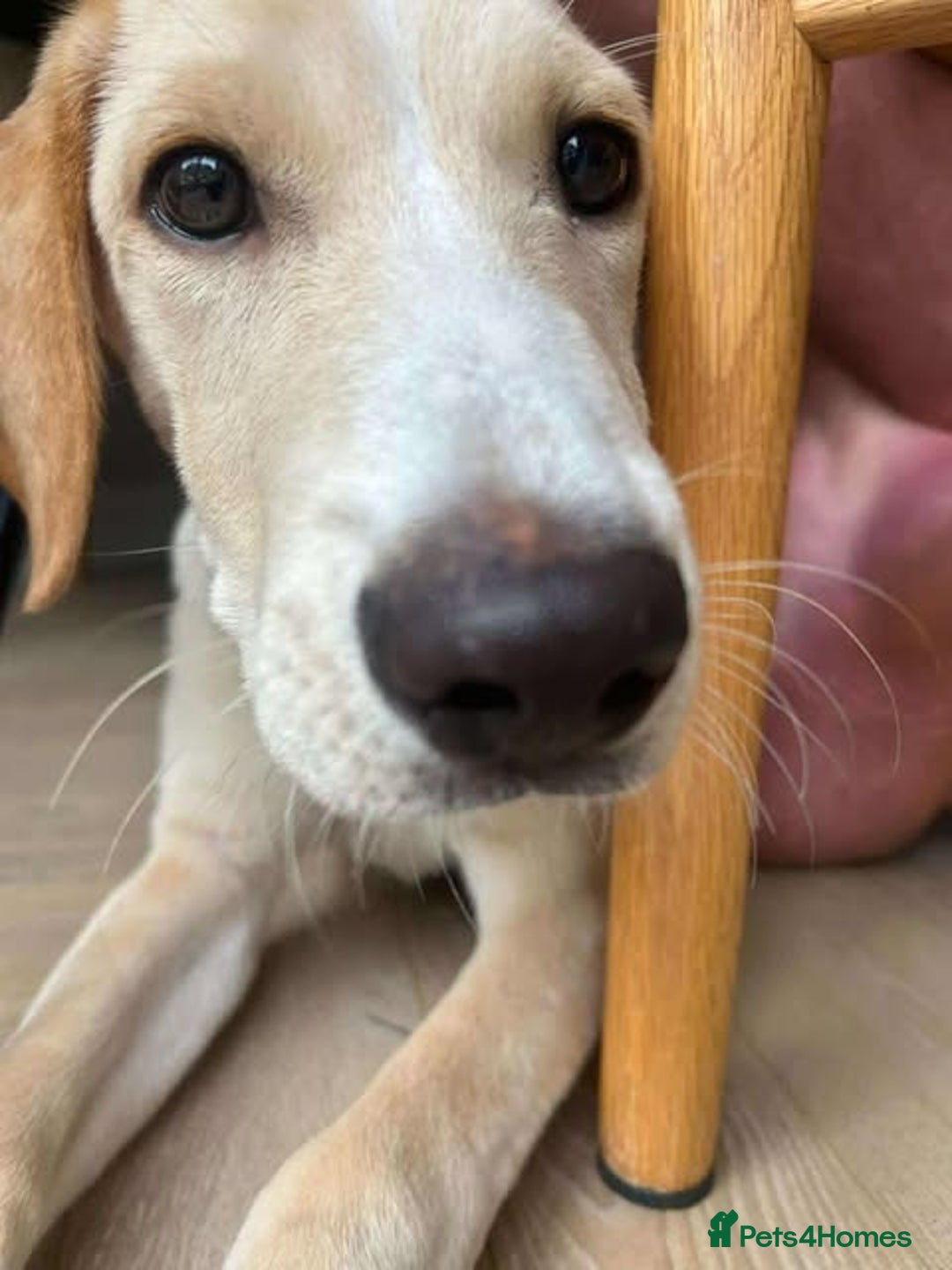 Mixed Breed dogs for adoption: **Meet Otello – The Pup with a Sparkle!** - Image 1