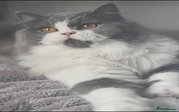 British Longhair cats for sale: Beautiful British Longhair - Advert 5