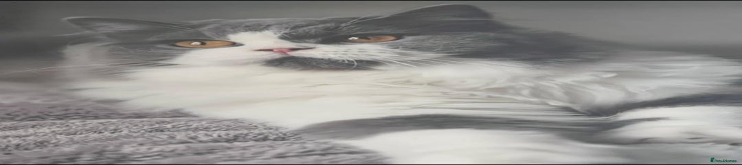 Beautiful British Longhair