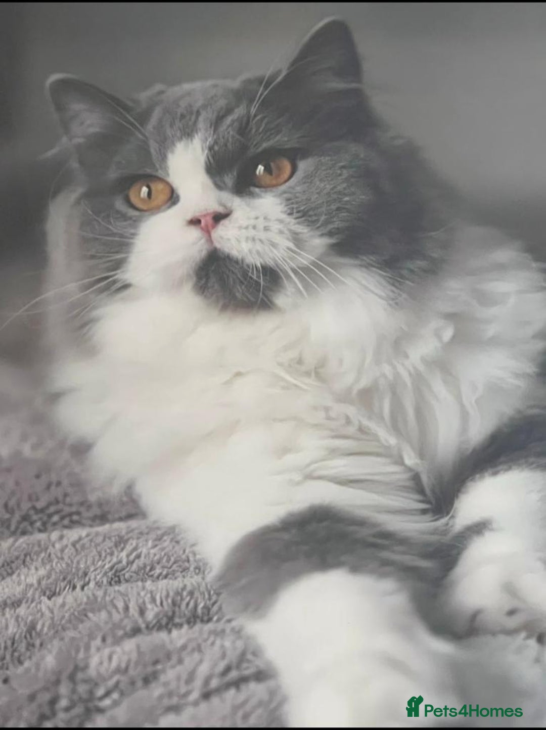 British Longhair cats for sale: Beautiful British Longhair - Advert 5