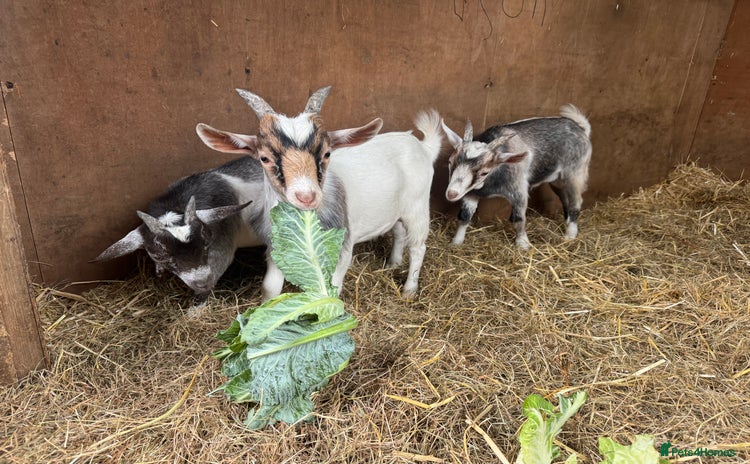 Goats livestock - Advert 3