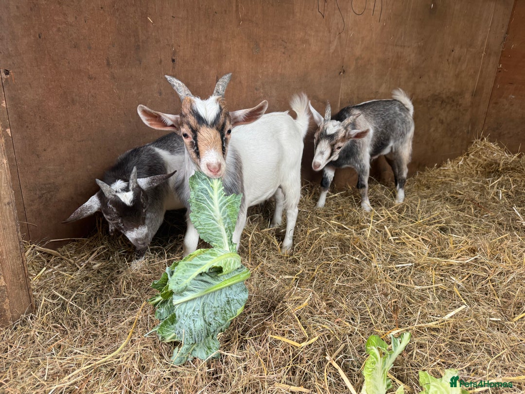 Goats livestock for sale: billy pygmy goats - Image 1