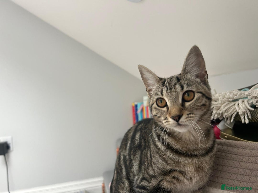 British Shorthair cats for sale: 7 month old female Tabby.  - Image 2