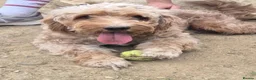 Cockapoo dogs for sale: Beautiful 2-year-old Cockapoo - Advert 4