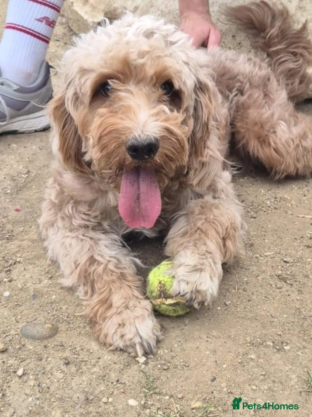 Cockapoo dogs for sale: Beautiful 2-year-old Cockapoo - Advert 4