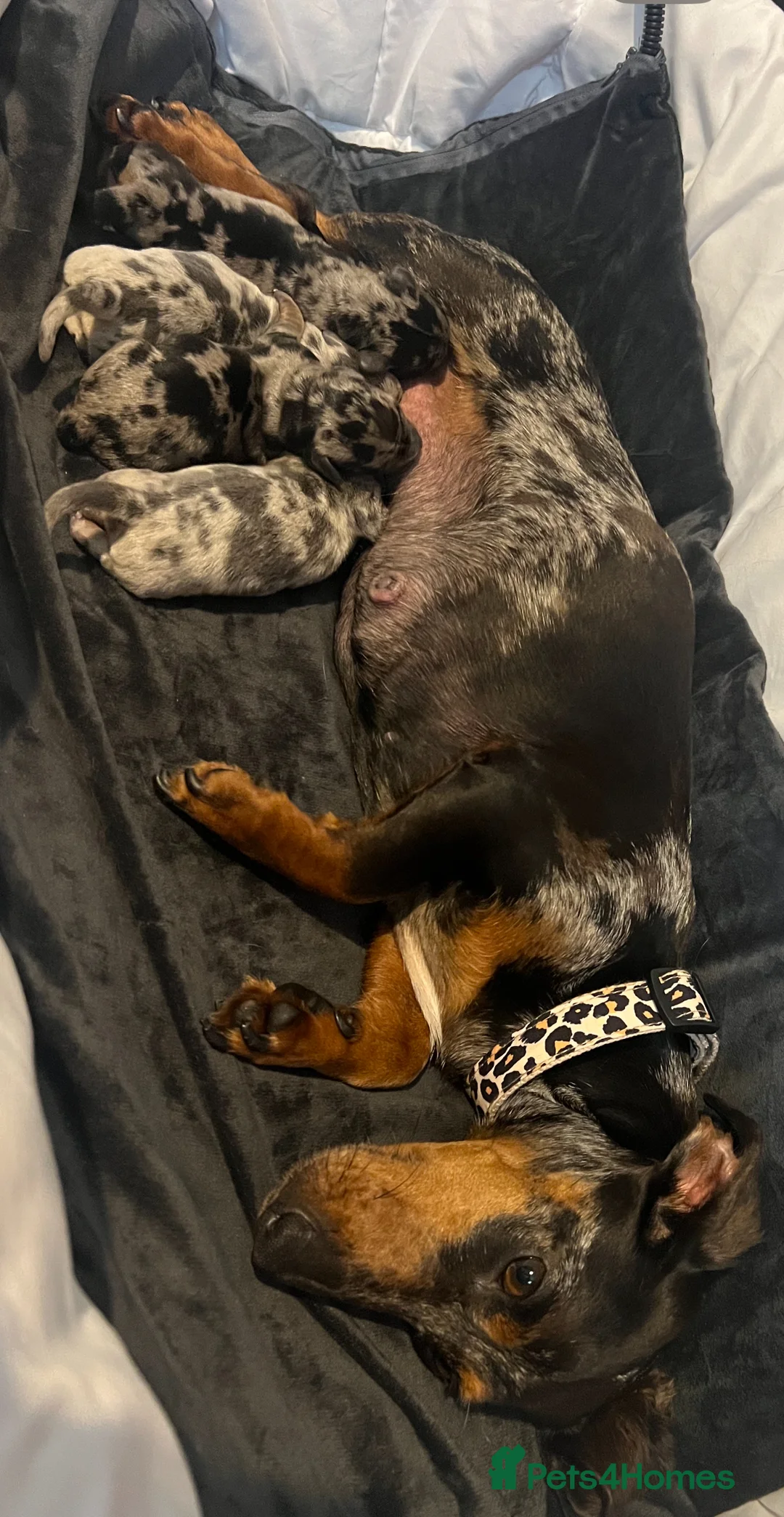 Dachshund dogs for sale: Miniature Dapple dachshunds READY NOW  - Advert 9