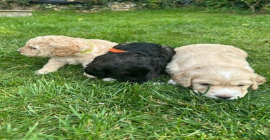 Cockapoo dogs - Advert 2
