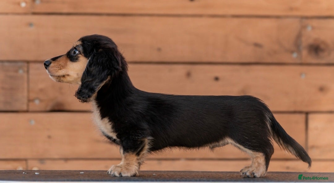 Miniature Dachshund dogs Outstanding Long Haired Miniature Dachshund - Advert 3