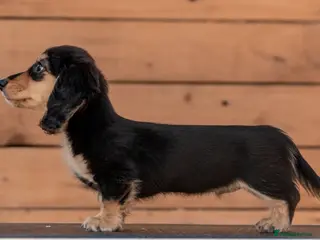 Miniature Dachshund dogs Outstanding Long Haired Miniature Dachshund - Advert 5