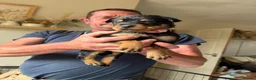 Rottweiler dogs for sale: READY NOW‼️PEDIGREE ROTTIES💕💛 3 BOYS x  - Advert 26