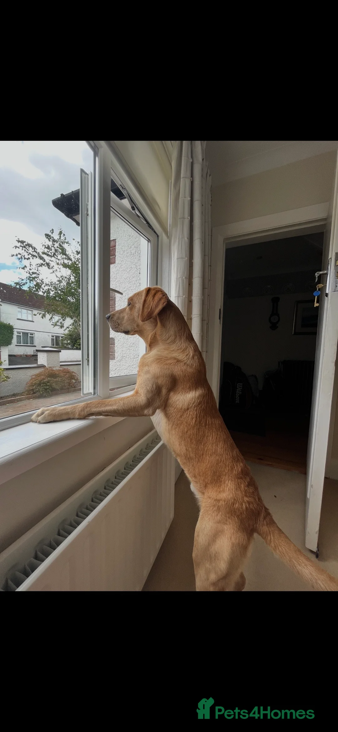 Labrador Retriever dogs for stud: Labrador Retriever Stud in Belfast - Advert 4