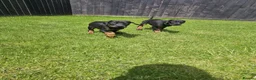 Dobermann dogs for sale: ☆☆Ready to leave Today  Black Doberman Puppies☆☆ - Advert 24