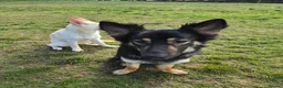 German Shepherd dogs for sale: German shepherd's for sale  in Dumbarton - Advert 4