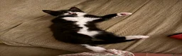 Mixed Breed cats for sale: Two beautiful mixbreed male kittens - Advert 3
