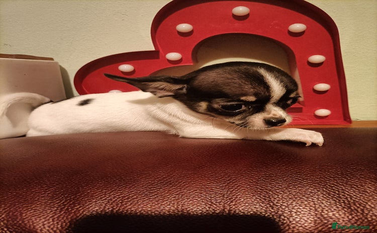 Chihuahua dogs - Advert 2