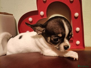 Chihuahua dogs - Advert 6