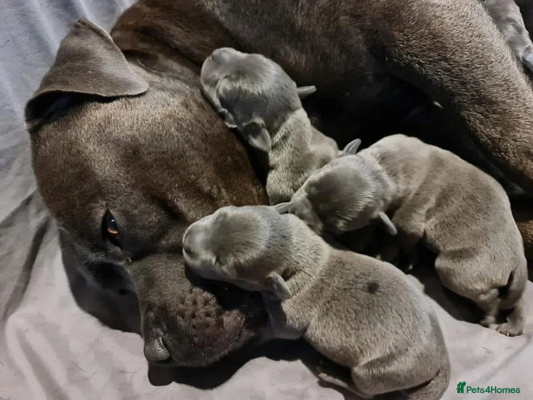 Staffordshire Bull Terrier dogs for sale: Stunning blue staffie pups  - Advert 2