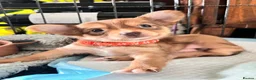 Chorkie dogs for sale: Beautiful Chorkie Puppies for Sale 🐶 - Advert 8