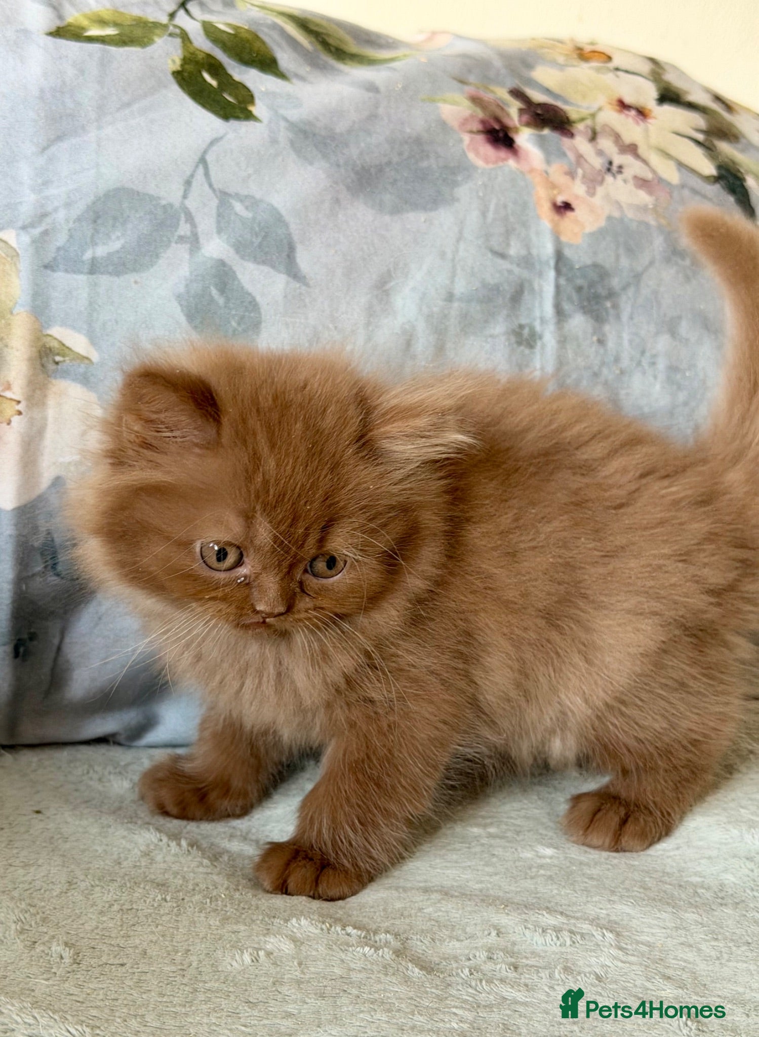 British Longhair cats Beautiful Cinnamon girls TICA registered  - Advert 1