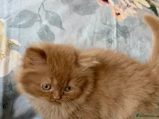 British Longhair cats Beautiful Cinnamon girls TICA registered - Advert 6