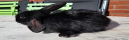 Dwarf Lop rabbits for sale: 3 mini dwarf lop bunnies in Hereford - Advert 4