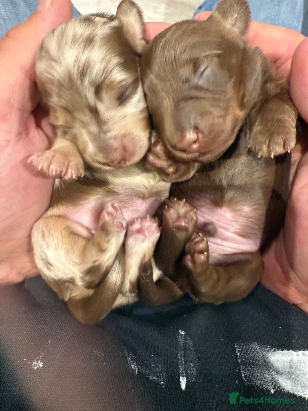 Miniature Dachshund dogs for sale: Fantastic long haired miniature dachshund - Image 11