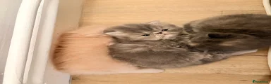 Persian 2