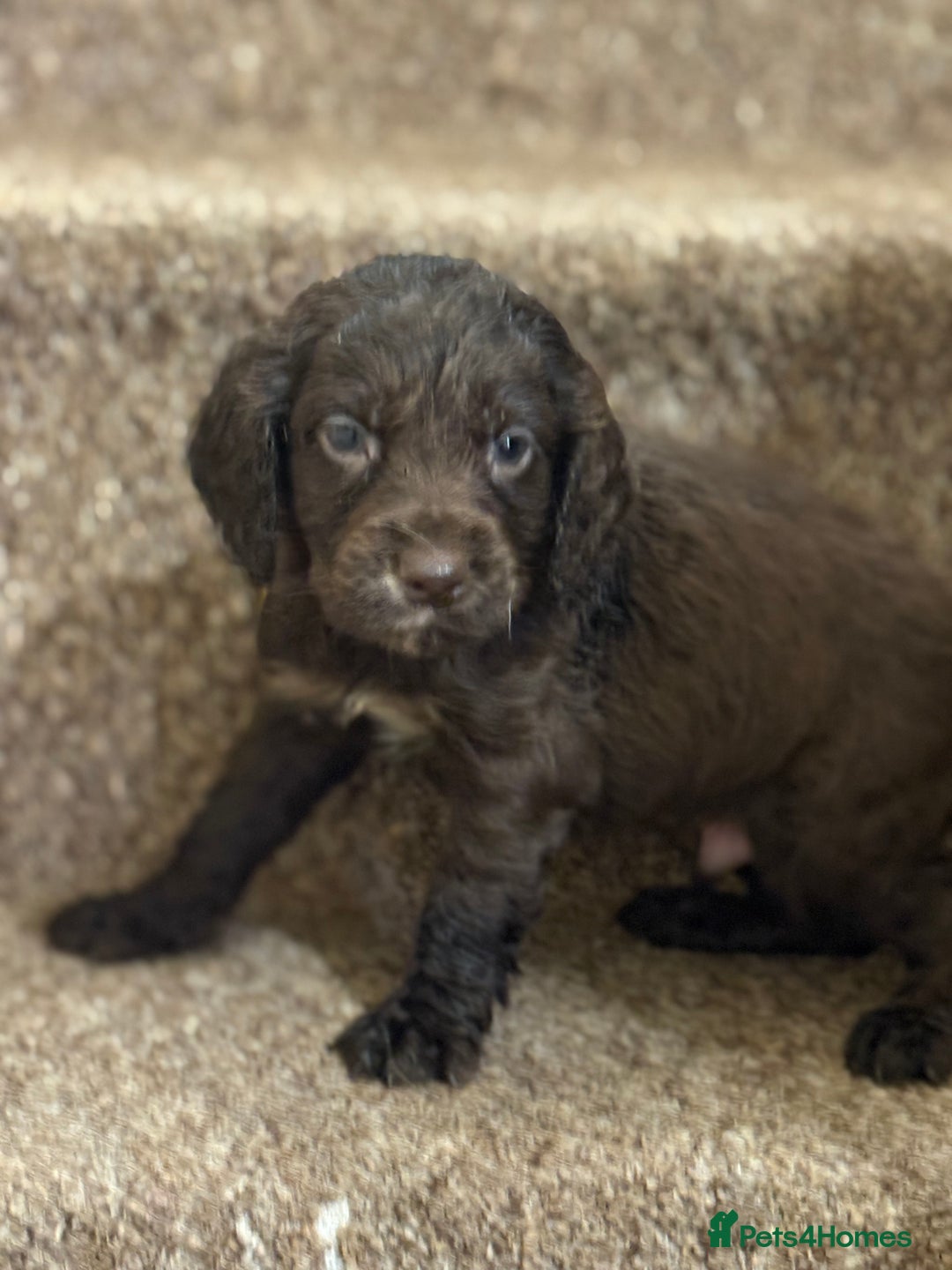 Cocker Spaniel dogs for sale: Cocker spaniel pups for sale  - Image 2