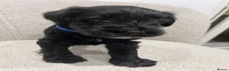 Miniature Schnauzer dogs for sale: Stunning KC reg black miniature schnauzer puppies - Advert 14