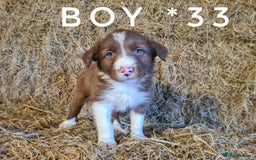 Border Collie dogs for sale: Stunning red merle and red border collie pups - Image 9